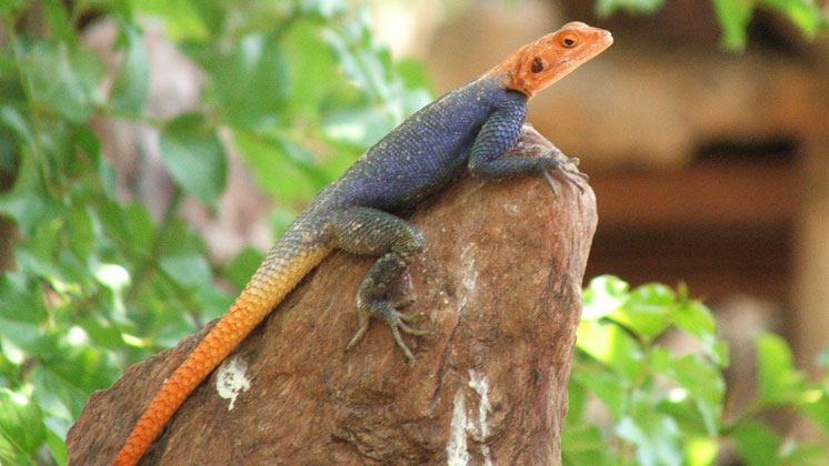 Damaraland, Etosha Nationalpark, Hobatere Lodge, Journeys Namibia, Game Viewing, Reptilien, Siedleragame, Wildtiere, Afrikarma, Afrikarma Safaris, Afrikarma Safaris – Wildnis. Hautnah., afrikarma.de