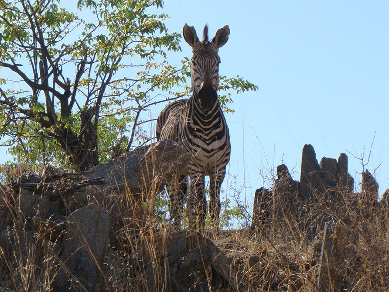 Damaraland, Etosha Nationalpark, Hobatere Lodge, Journeys Namibia, Game, Wildtiere, Zebra, Afrikarma, Afrikarma Safaris, Afrikarma Safaris – Wildnis. Hautnah., afrikarma.de