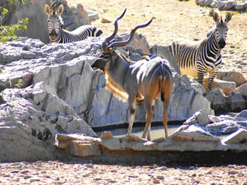 Hobatere Lodge: Kudu und Zebras