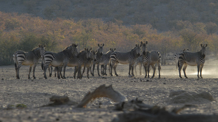 Hobatere Lodge: Zebraherde