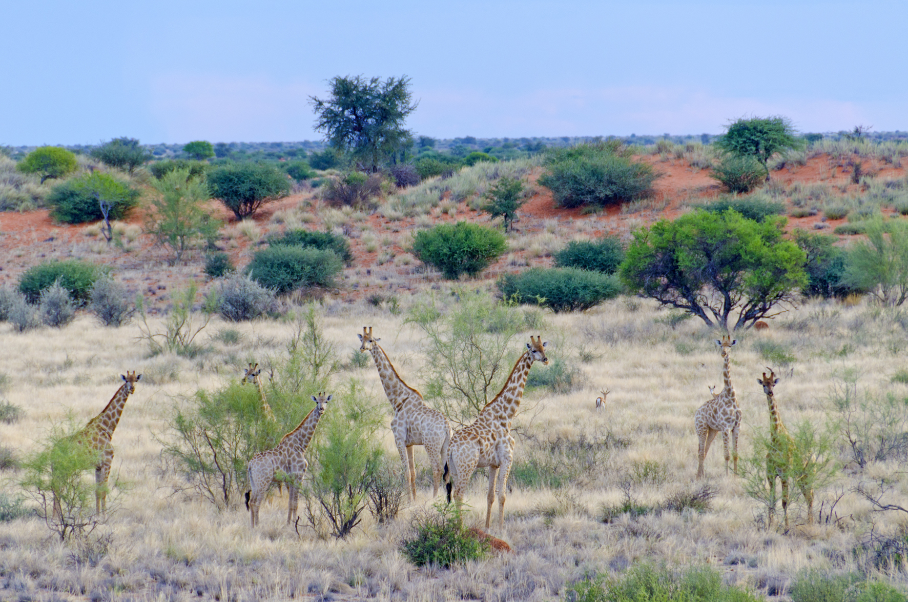 Kalahari Farmhouse: Giraffen in der Kalahari