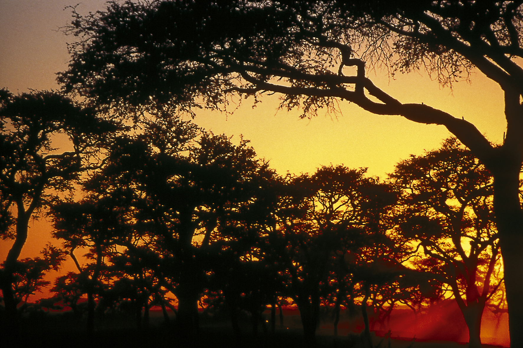 Dünen, Gondwana Collection, Kalahari, Kalahari Farmhouse, Roter Sand, Akazie, Sonnenuntergang, afrikarma, afrikarma safaris, afrikarma.de