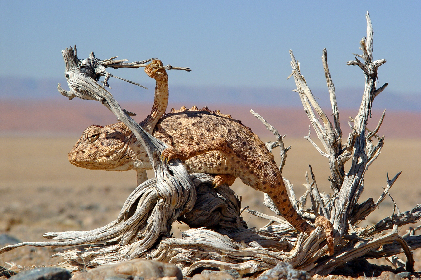 Desert Horse Inn: Chamäleon Desert Horse Inn, Gondwana Collection Namibia, Gondwana Sperrgebiet Rand Park, Koichab-Dünen, Namib-Wüste, Sukkulenten Karoo Wüste, Wildpferde, Chamäleon