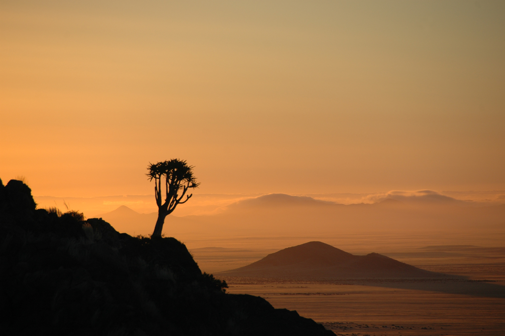 Desert Horse Inn: Köcherbaum im Gondwana Sperrgebiet Rand Park Desert Horse Inn, Gondwana Collection Namibia, Gondwana Sperrgebiet Rand Park, Koichab-Dünen, Namib-Wüste, Sukkulenten Karoo Wüste, Wildpferde, Köcherbaum