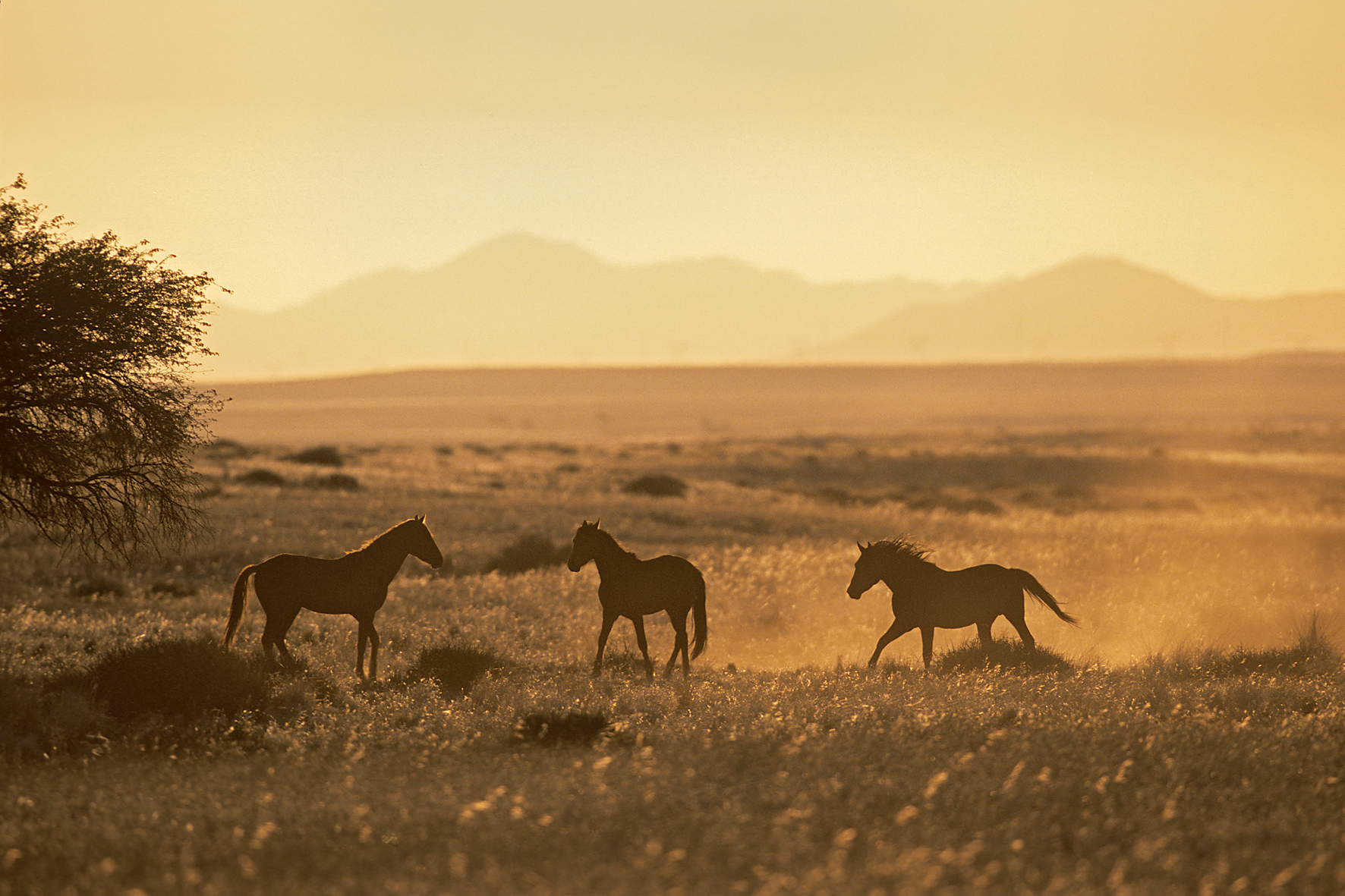 Desert Horse Inn: Wildpferde Desert Horse Inn, Gondwana Collection Namibia, Gondwana Sperrgebiet Rand Park, Koichab-Dünen, Namib-Wüste, Sukkulenten Karoo Wüste, Wildpferde