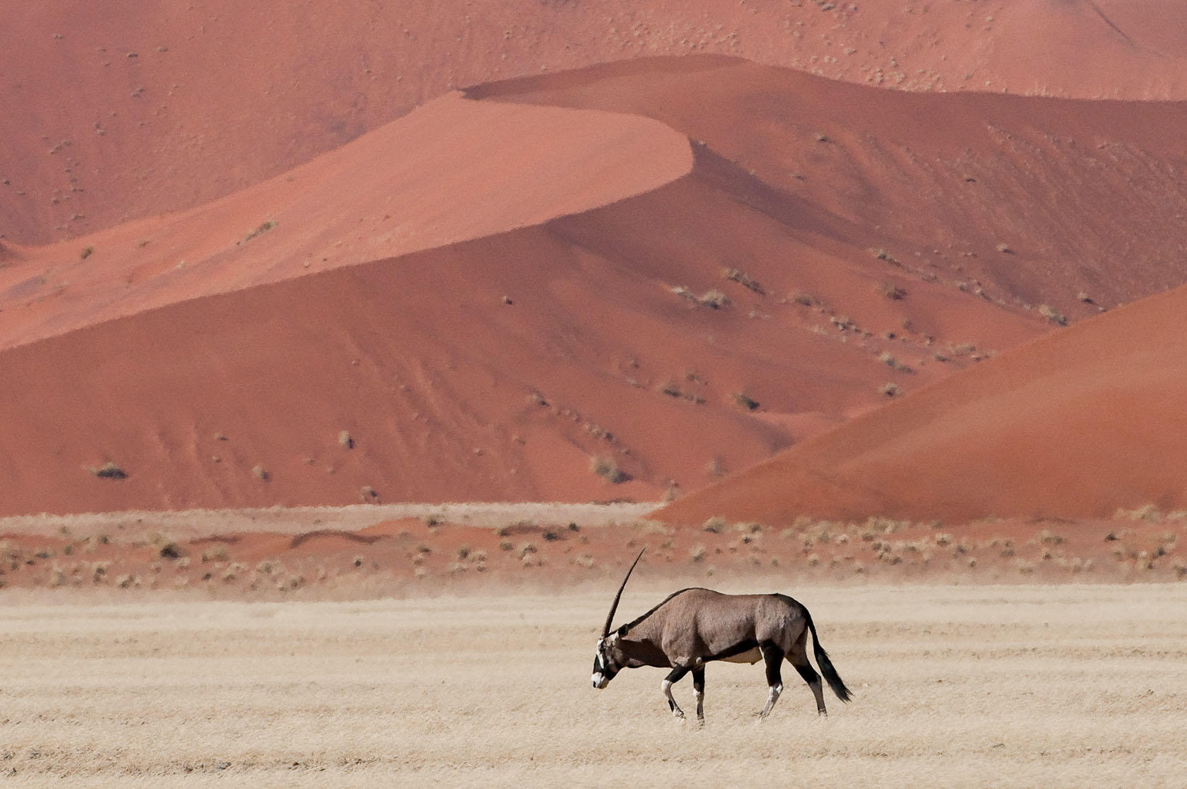 Kulala Desert Lodge: Oryx Antilope