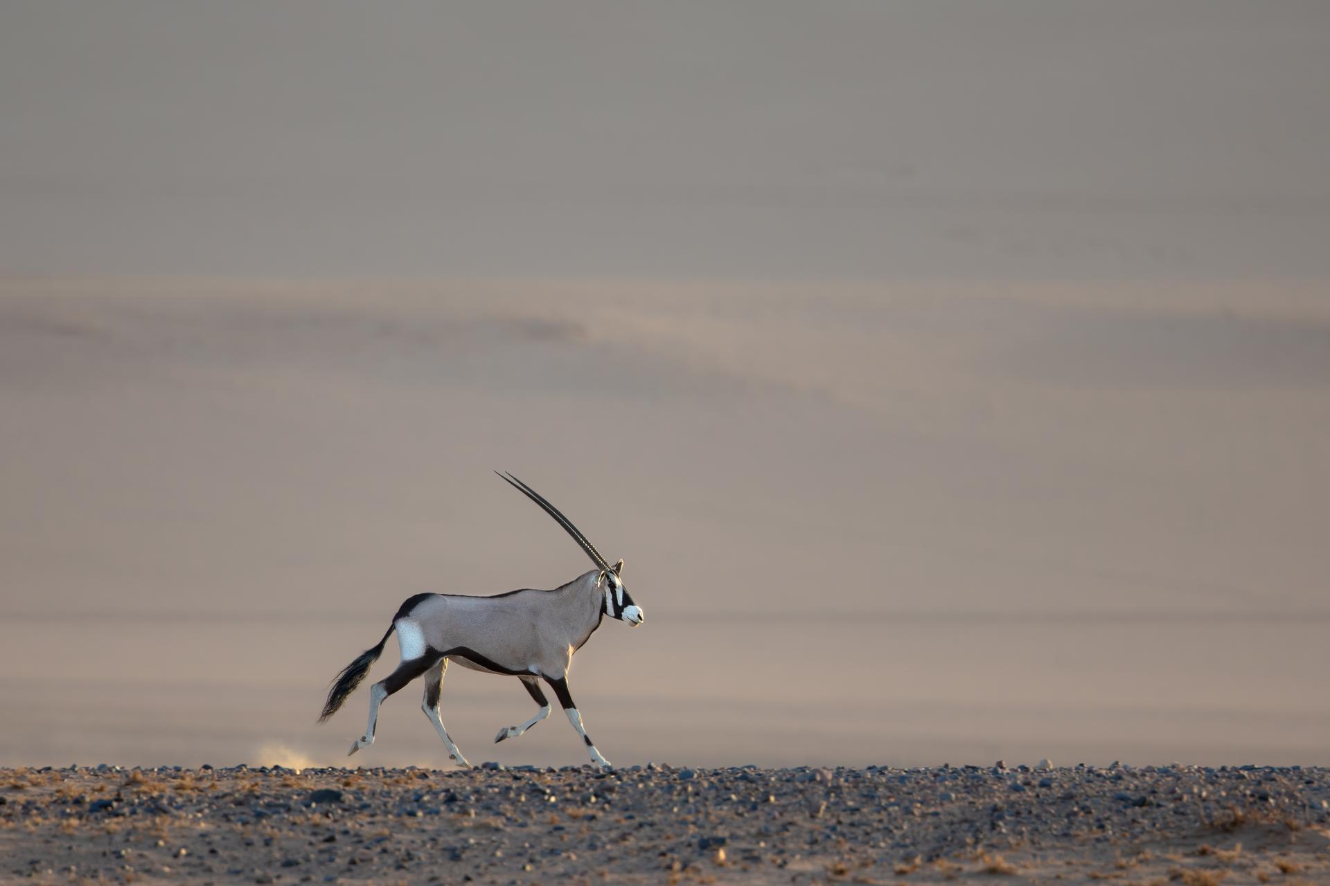 Kulala Desert Lodge: Oryx Antilope Kulala Desert Lodge: Oryx Antilope