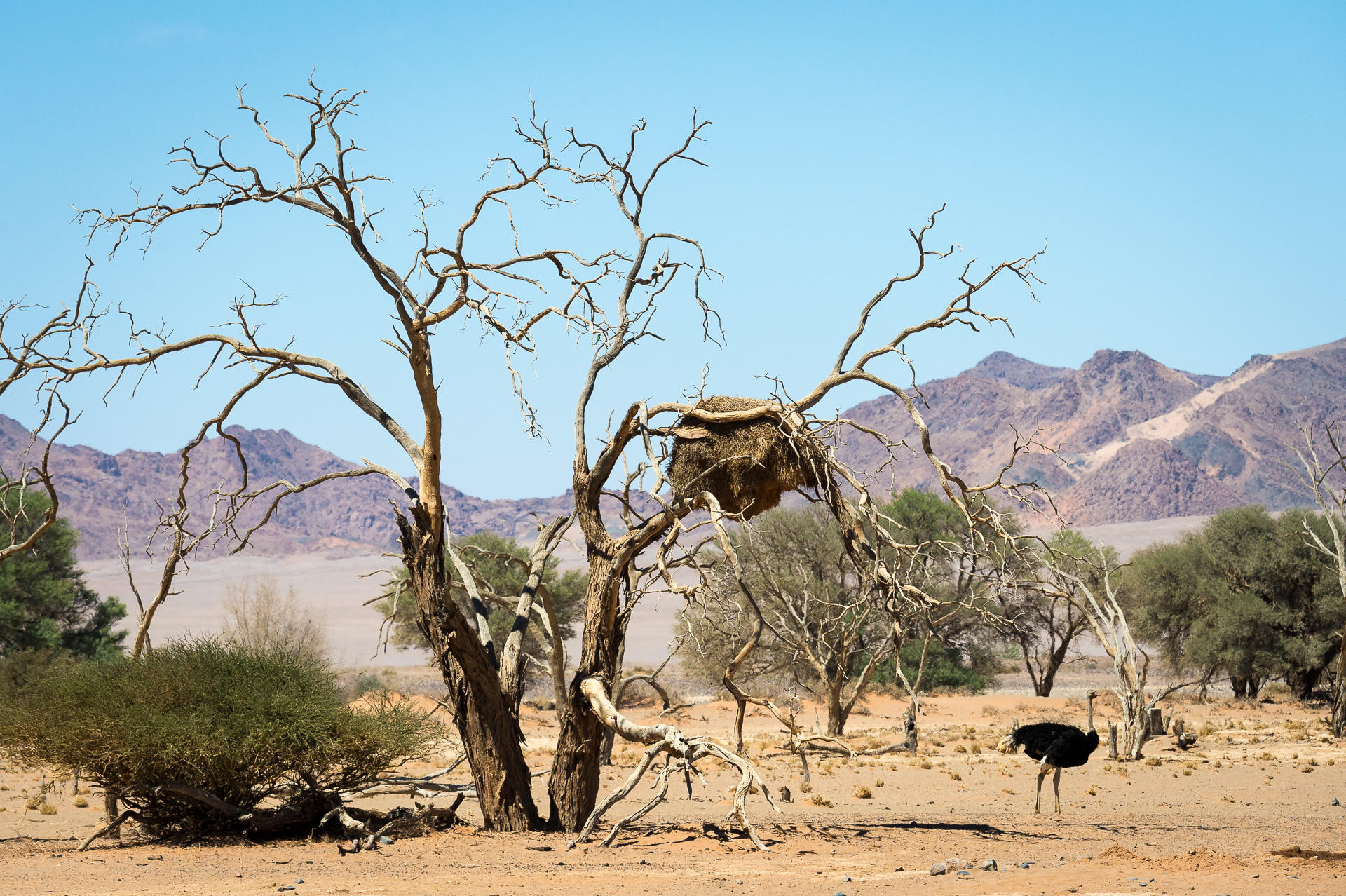 Kulala Desert Lodge: Ein Vogelstrauß Kulala Desert Lodge: Ein Vogelstrauß