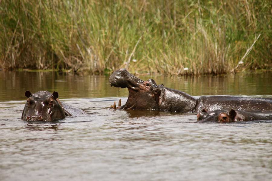 Lianshulu Lodge: Nilpferdgerangel Caprivi Collection, Caprivi-Streifen, Dusty Rogers, Kwando River, Lianshulu Lodge, Linyanti, Linyanti-Sümpfe, Mamili National Park, Mudumu National Park, Nkasa Lupala National Park, Game Drive, Großwild, Tierbeobachtung, Tiere, Hippo, Nilpferd, afrikarma, afrikarma Safaris, afrikarma.de