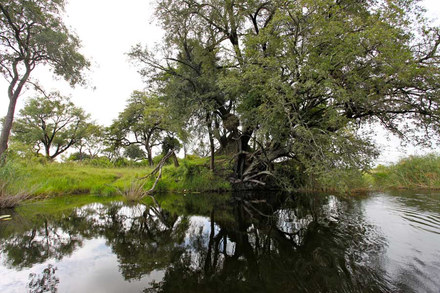 Lianshulu Lodge: Verwachsener Baum Caprivi Collection, Caprivi-Streifen, Dusty Rogers, Kwando River, Lianshulu Lodge, Linyanti, Linyanti-Sümpfe, Mamili National Park, Mudumu National Park, Nkasa Lupala National Park, Baum, Landschaft, Sumpf, afrikarma, afrikarma Safaris, afrikarma.de