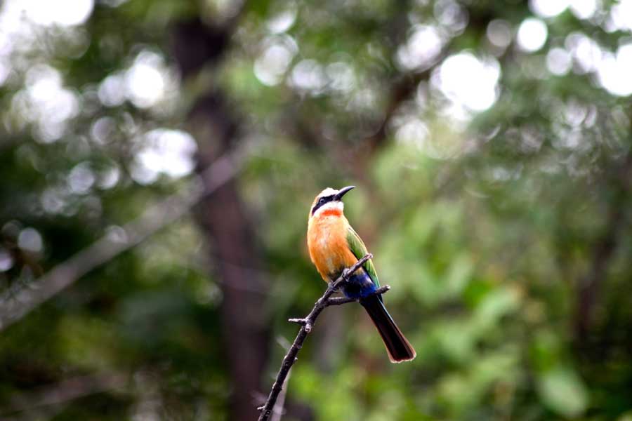 Lianshulu Lodge: Weißstirnspint Caprivi Collection, Caprivi-Streifen, Dusty Rogers, Kwando River, Lianshulu Lodge, Linyanti, Linyanti-Sümpfe, Mamili National Park, Mudumu National Park, Nkasa Lupala National Park, Game Drive, Großwild, Merops bullockoides, Tierbeobachtung, Tiere, White-fronted Bee-eater, afrikarma, afrikarma Safaris, afrikarma.de