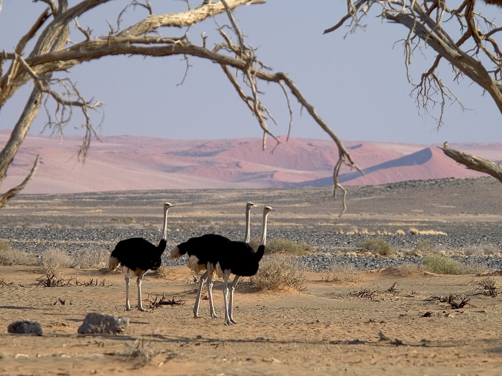 namibia safari selbstfahrer