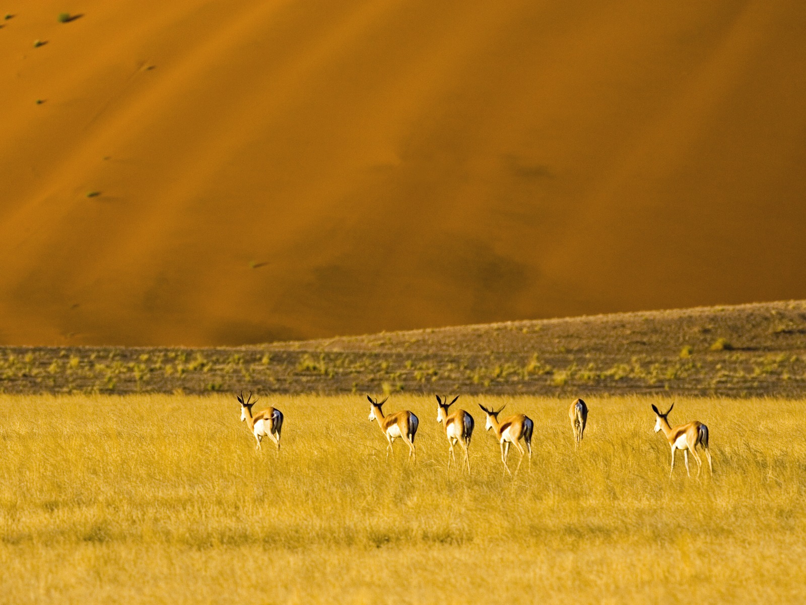 Little Kulala: Springböcke beim Grasen