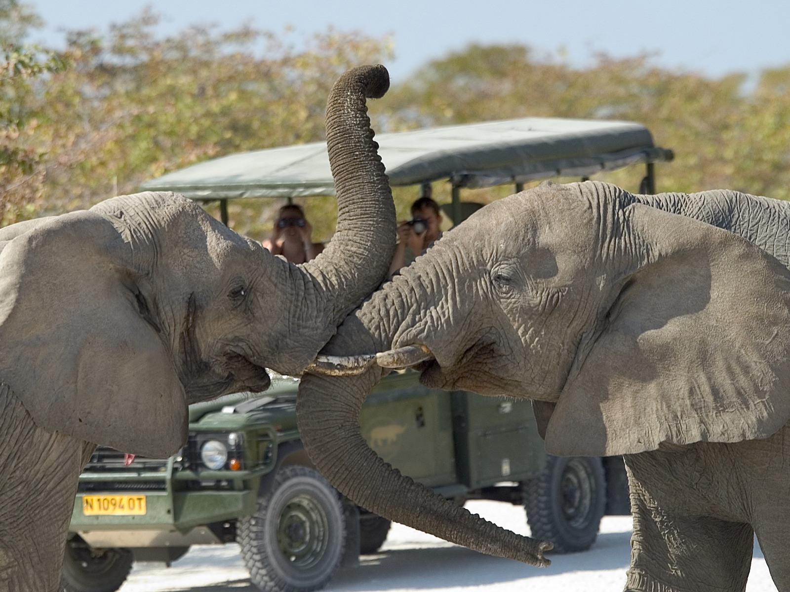 Little Ongava: Elefantenkommunikation