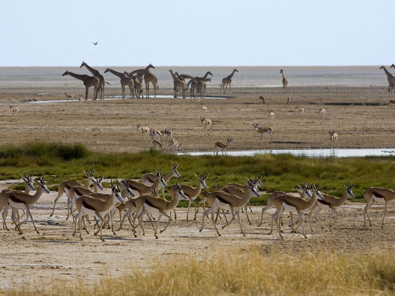 Little Ongava: Giraffen und Sprinböcke an einem Etosha-Wasserloch