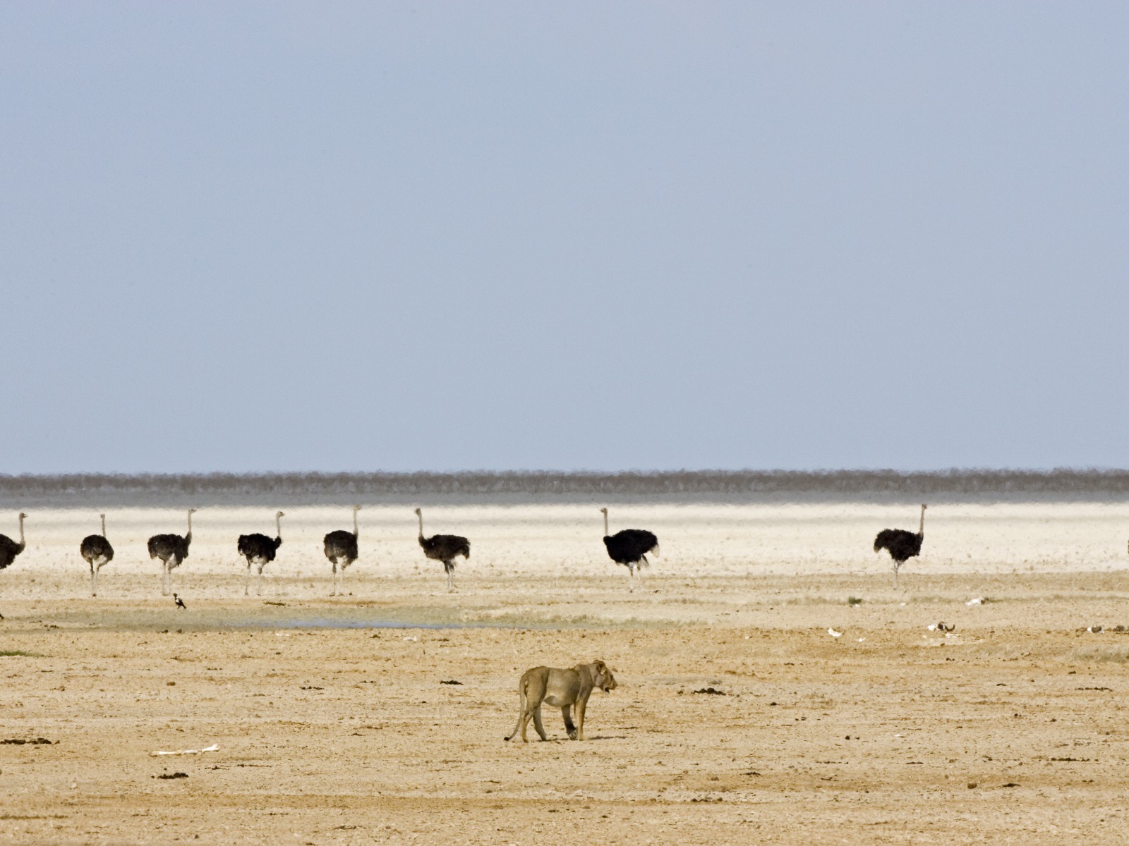 Etosha Nationalpark, Etoshapfanne, Little Ongava, Ongava Private Game Reserve, Löwe, Strauß, Rhino Protection Program