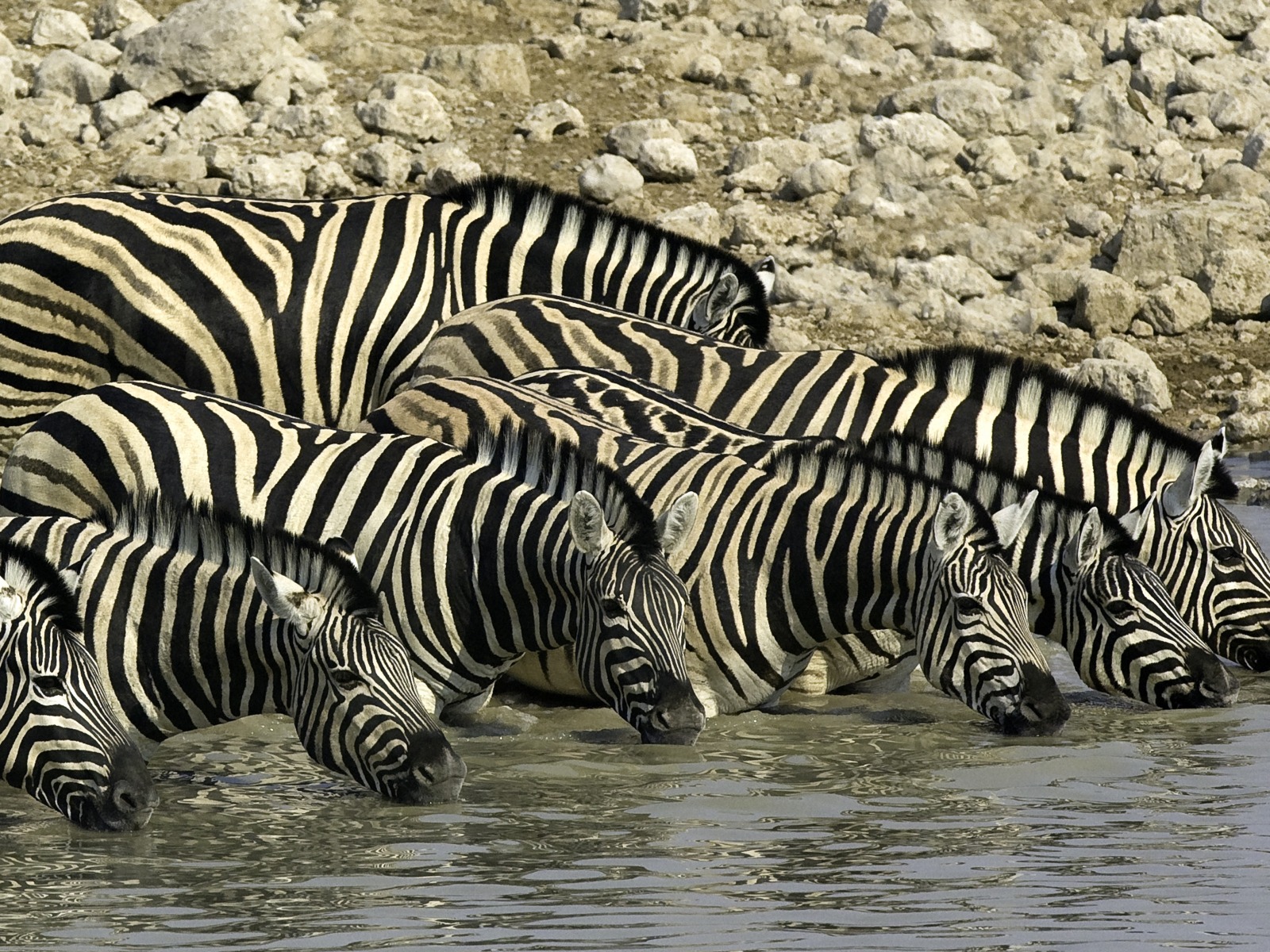 Little Ongava: Zebras im tiefen Wasser