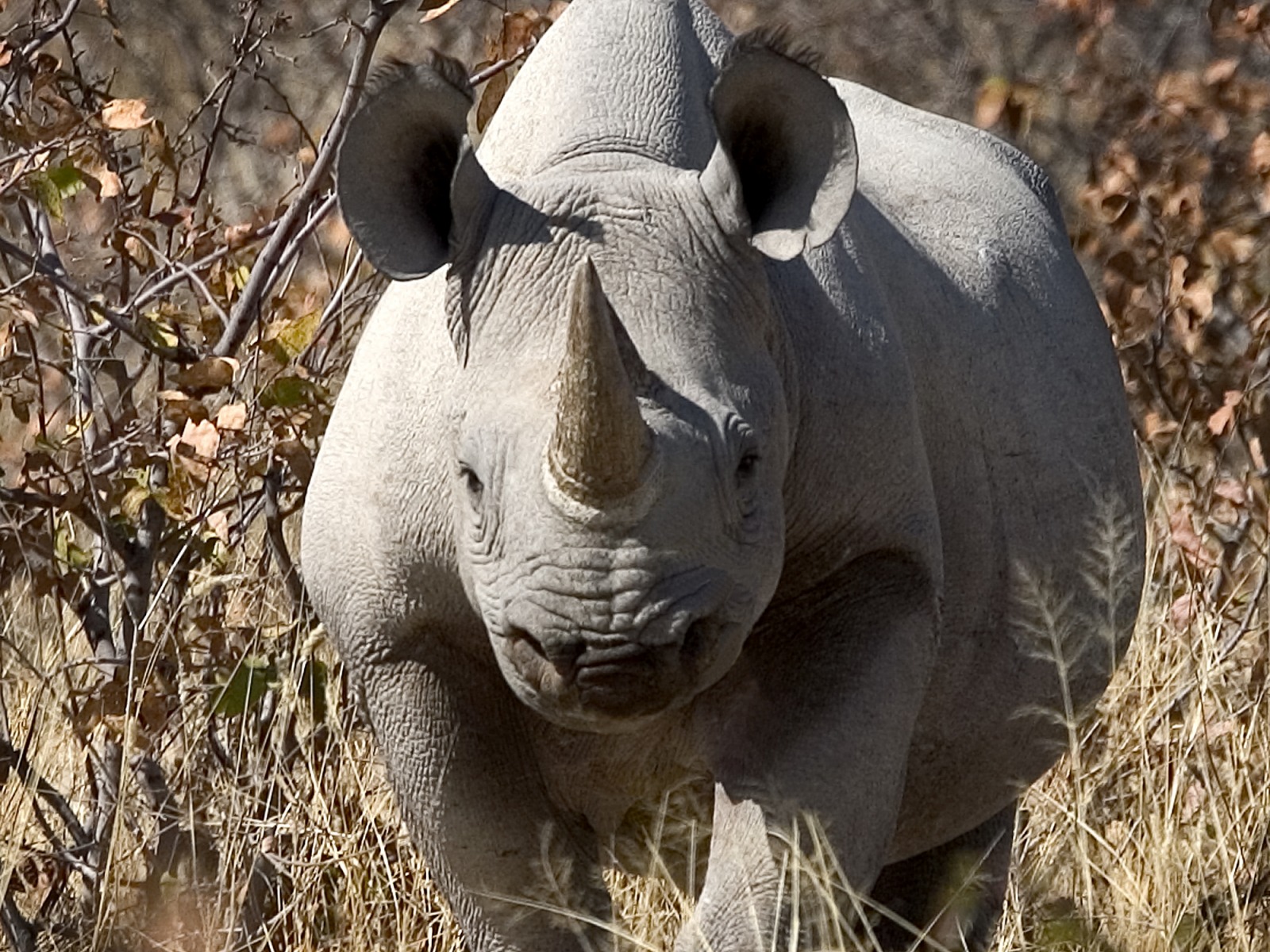 Little Ongava: Spitzmaulnashorn