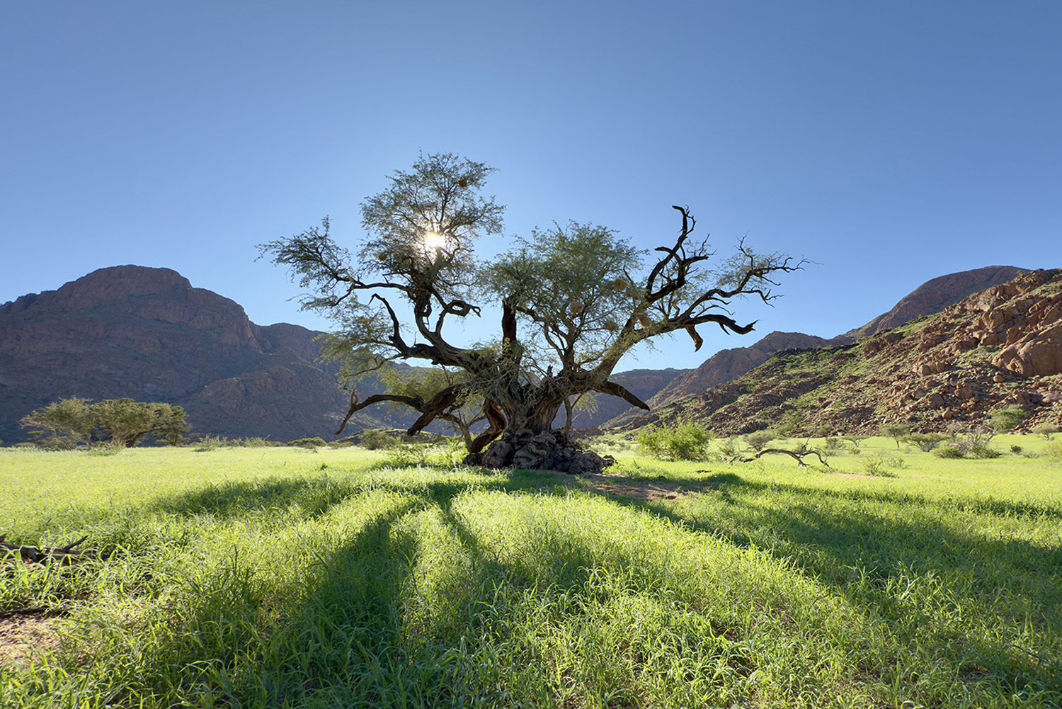 Luna Namib Collection: Baum in der Sonne Luna Namib Collection: Baum in der Sonne