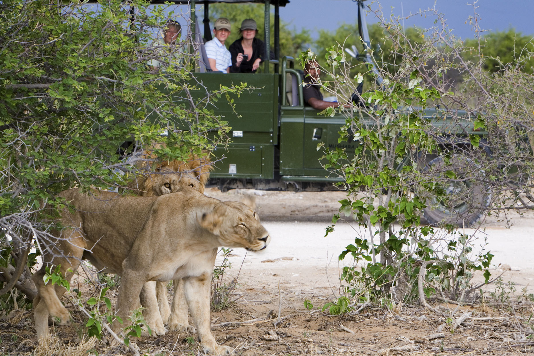 Mushara Game Drive: Löwen in der freien Wildbahn