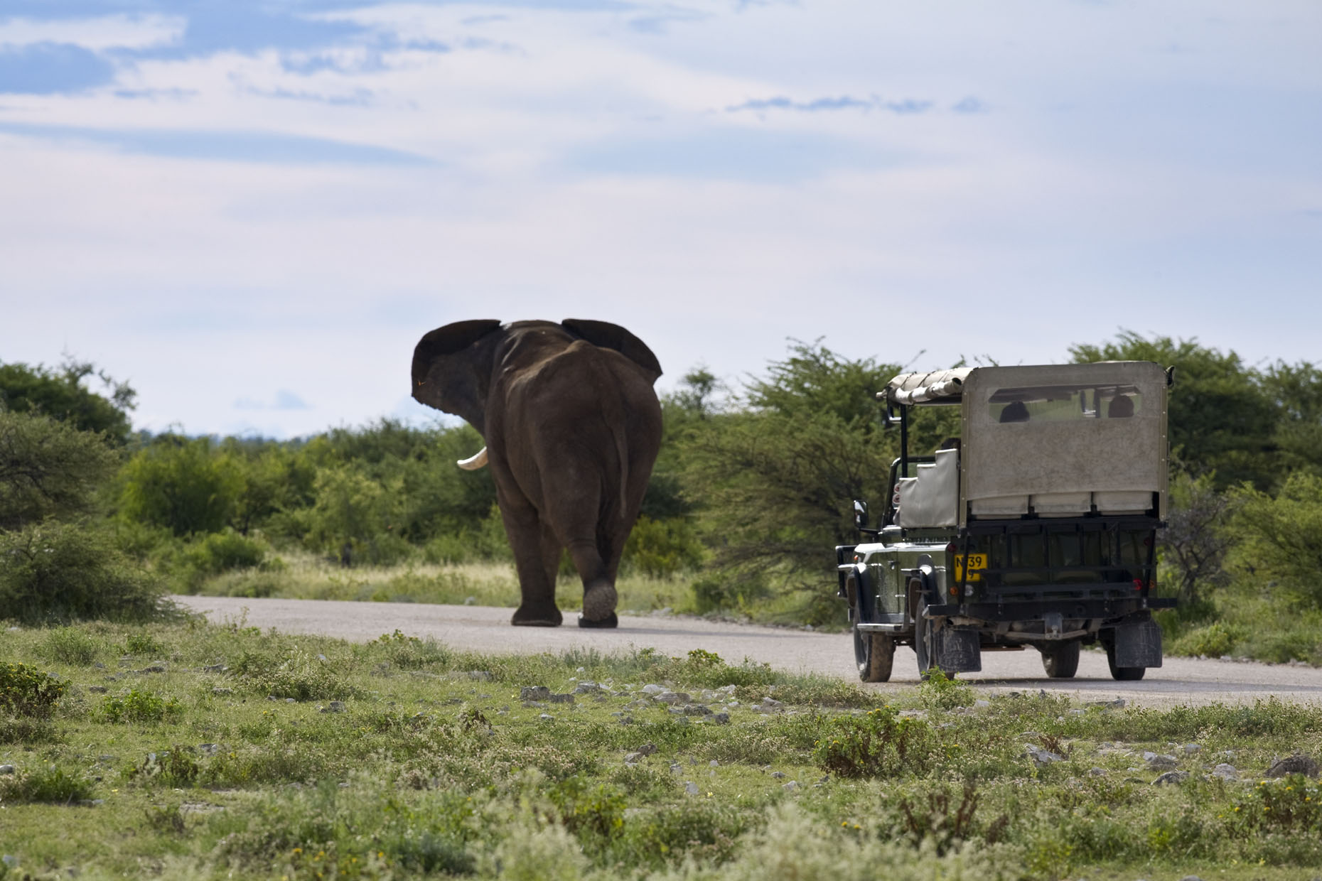 Mushara Game Drive: Reich der grauen Riesen