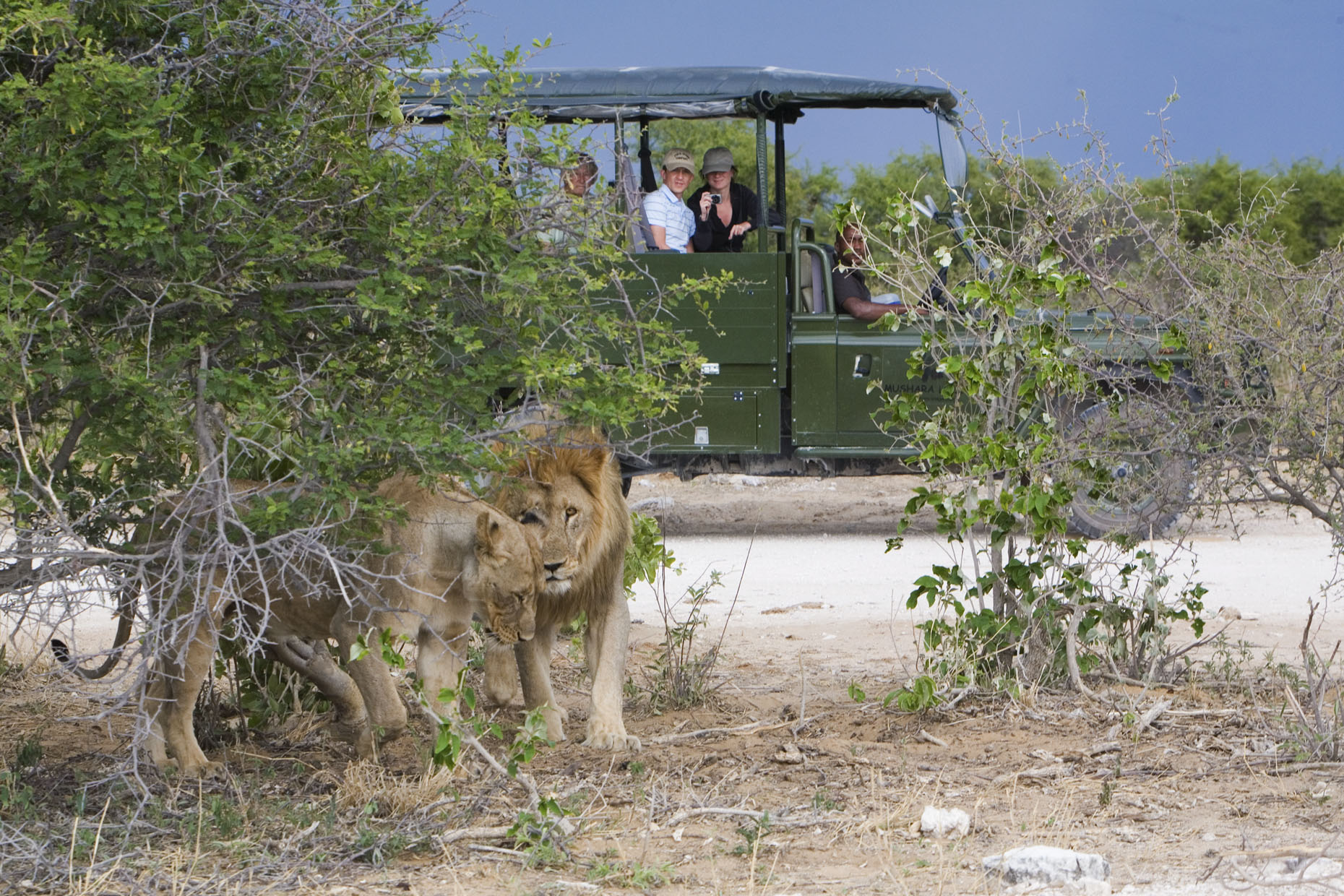 Abenteuer, Afrika, Big Five, Büffel, Elefanten, Etosha, Etosha Nationalpark, Etosha Pfanne, Game Drives, Löwen, Marc Pampe, Mariza Pampe, Mushara, Mushara Collection, Mushara Lodge, Mushara Reserve, Namibia, Nashorn, Natur, Nordnamibia, Pampe Family, Safari, Umwelt, afrikarma, afrikarma.de