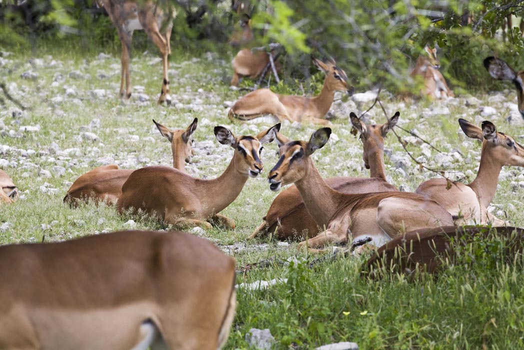 Abenteuer, Artenreichtum, Etosha, Etosha Nationalpark, Etosha Pfanne, Game Drives, Mushara, Mushara Collection, Mushara Reserve, Namibia, Natürlichkeit, Nordnamibia, Safari, Umwelt, Wildlife, Antilope, afrikarma, afrikarma.de