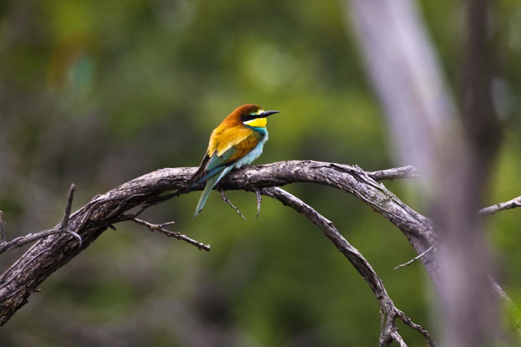 Abenteuer, Artenreichtum, Etosha, Etosha Nationalpark, Etosha Pfanne, Game Drives, Mushara, Mushara Collection, Mushara Reserve, Namibia, Natürlichkeit, Nordnamibia, Safari, Umwelt, Wildlife, afrikarma, afrikarma.de