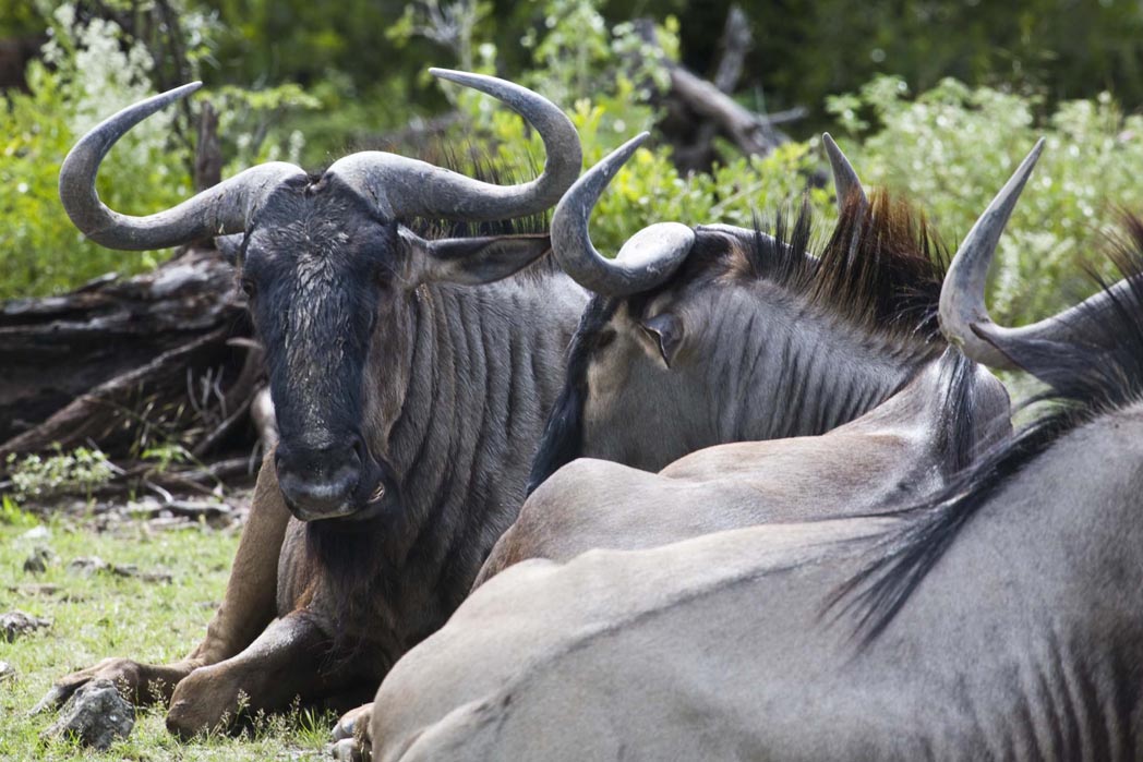 Abenteuer, Artenreichtum, Etosha, Etosha Nationalpark, Etosha Pfanne, Game Drives, Mushara, Mushara Collection, Mushara Reserve, Namibia, Natürlichkeit, Nordnamibia, Safari, Umwelt, Wildlife, Büffel, afrikarma, afrikarma.de