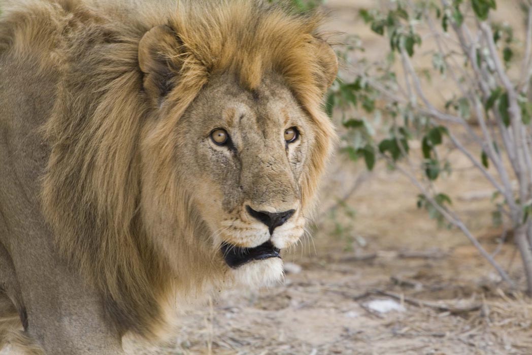 Abenteuer, Artenreichtum, Etosha, Etosha Nationalpark, Etosha Pfanne, Game Drives, Mushara, Mushara Collection, Mushara Reserve, Namibia, Natürlichkeit, Nordnamibia, Safari, Umwelt, Wildlife, Löwen, afrikarma, afrikarma.de