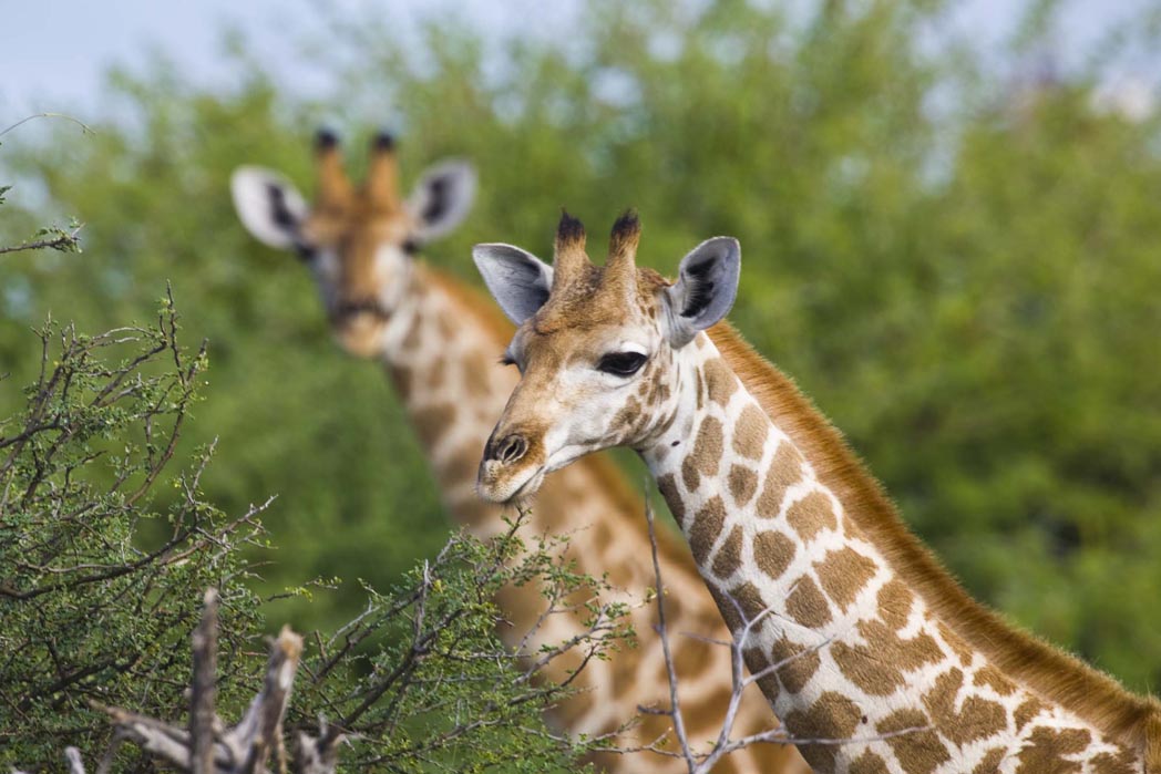 Abenteuer, Artenreichtum, Etosha, Etosha Nationalpark, Etosha Pfanne, Game Drives, Mushara, Mushara Collection, Mushara Reserve, Namibia, Natürlichkeit, Nordnamibia, Safari, Umwelt, Wildlife, Giraffen, afrikarma, afrikarma.de