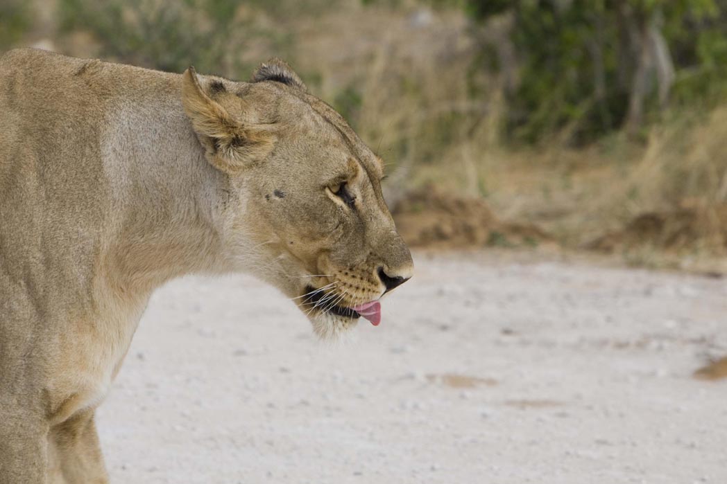Etosha: Hungrige Löwen