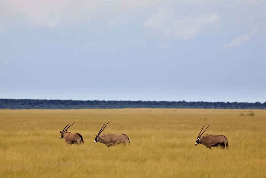 Abenteuer, Artenreichtum, Etosha, Etosha Nationalpark, Etosha Pfanne, Game Drives, Mushara, Mushara Collection, Mushara Reserve, Namibia, Natürlichkeit, Nordnamibia, Safari, Umwelt, Wildlife, Oryx, afrikarma, afrikarma.de