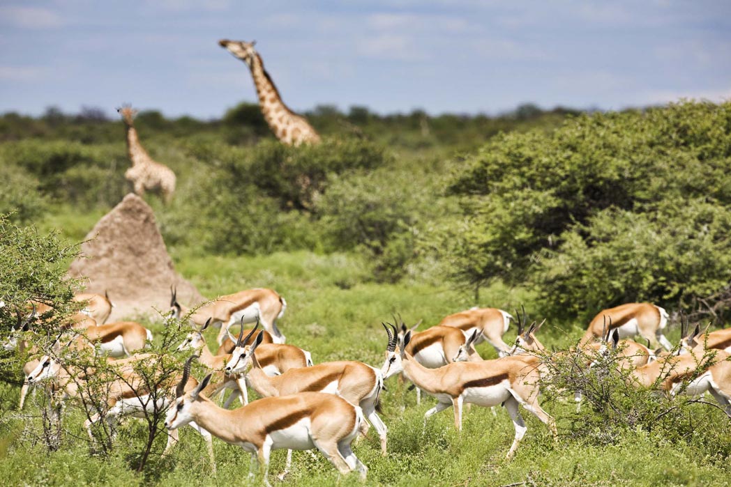 Etosha: Beeindruckendes Etosha