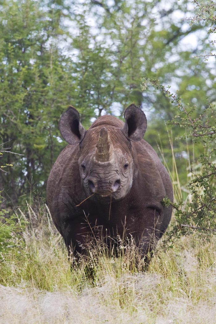Etosha: Schwergewicht