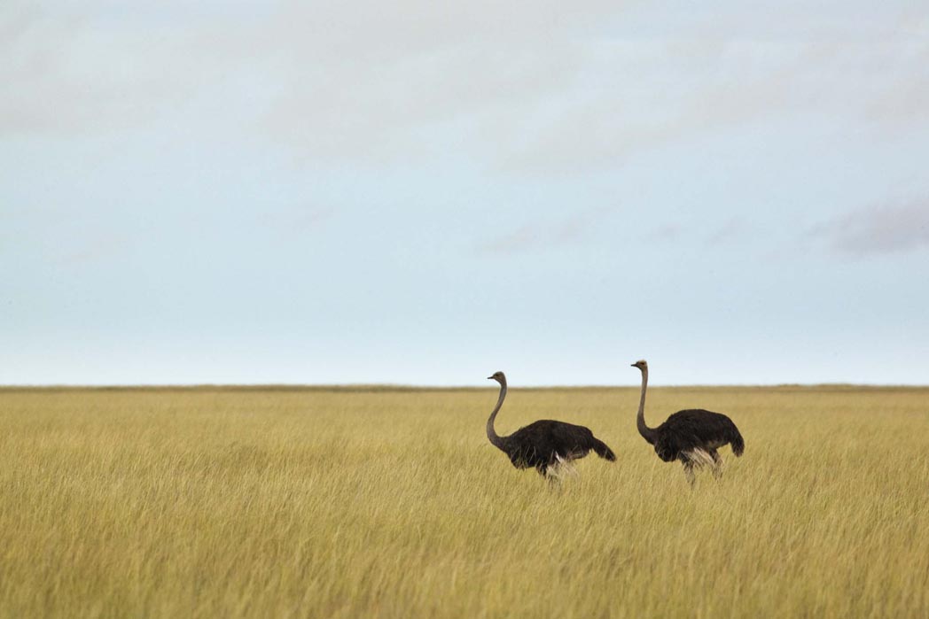 Etosha: Straußenpaar