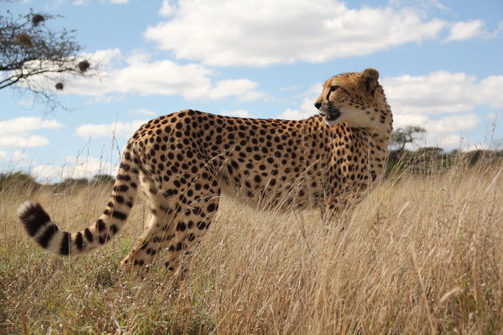 Naankuse Lodge: Gepard im Naankuse-Reservat Airport, Auffangsstation, Auswilderung, Auszeichnung, Carnivoren, Charity, Charity Lodge, Fleischfresser, Flughafen, Gepard, Geparden, Hochzeit, Koch, Küche, Leopard, Leoparden, Naankuse, Naankuse Foundation, Naankuse Lodge, Naankuse Reservat, Naankuse Reservation, Naankuse Schutzgebiet, Naankuse Stiftung, Namiba, Raubtiere, Reservat, Safari, San, San-Volk, Seminar, South East Namibia, South Namibia, Südnamibia, Südostnamibia, Tagung, Tierschutz, Tracking, Windhoek, Wohltätigkeit, Fauna, Savanne, Tiere