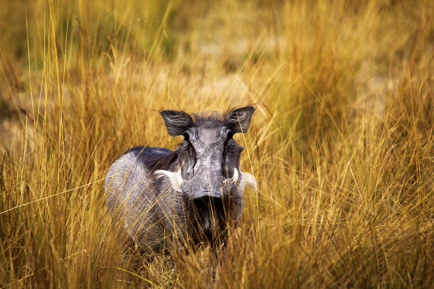 nambwa, nambwa lodge, nambwa lodge namibia, tiere, warzenschwein