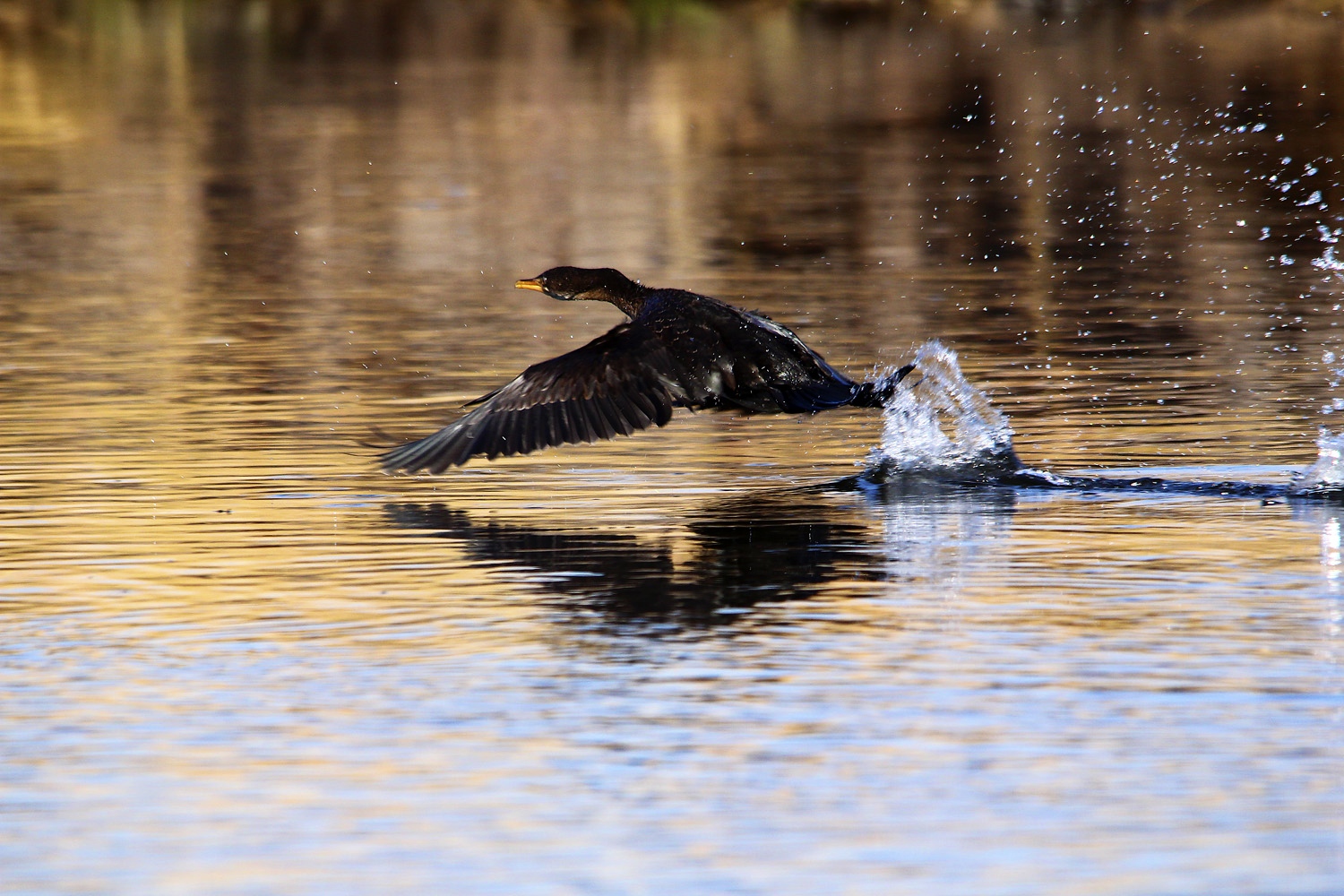 Nambwa Lodge: Wasservogel
