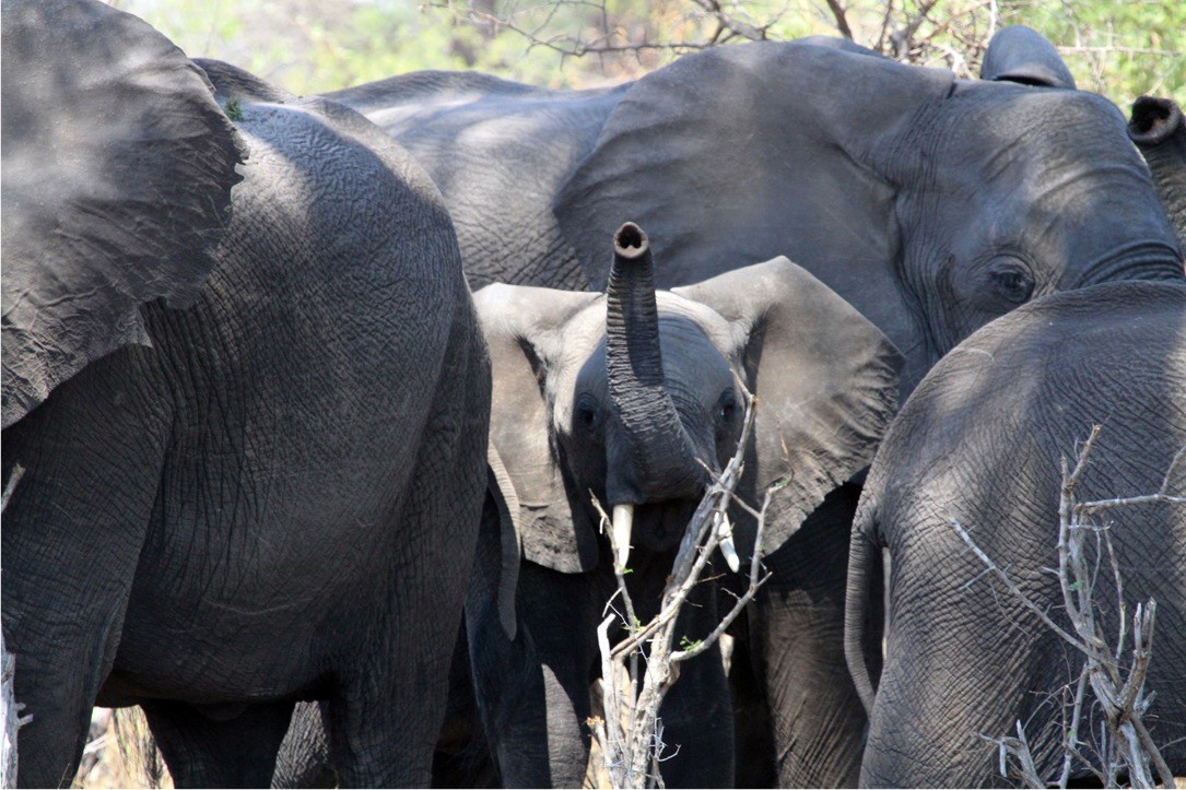 Nambwa Lodge: Elefantenherde