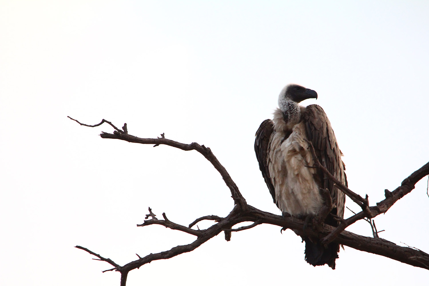 Nambwa Lodge: Geier im Baum