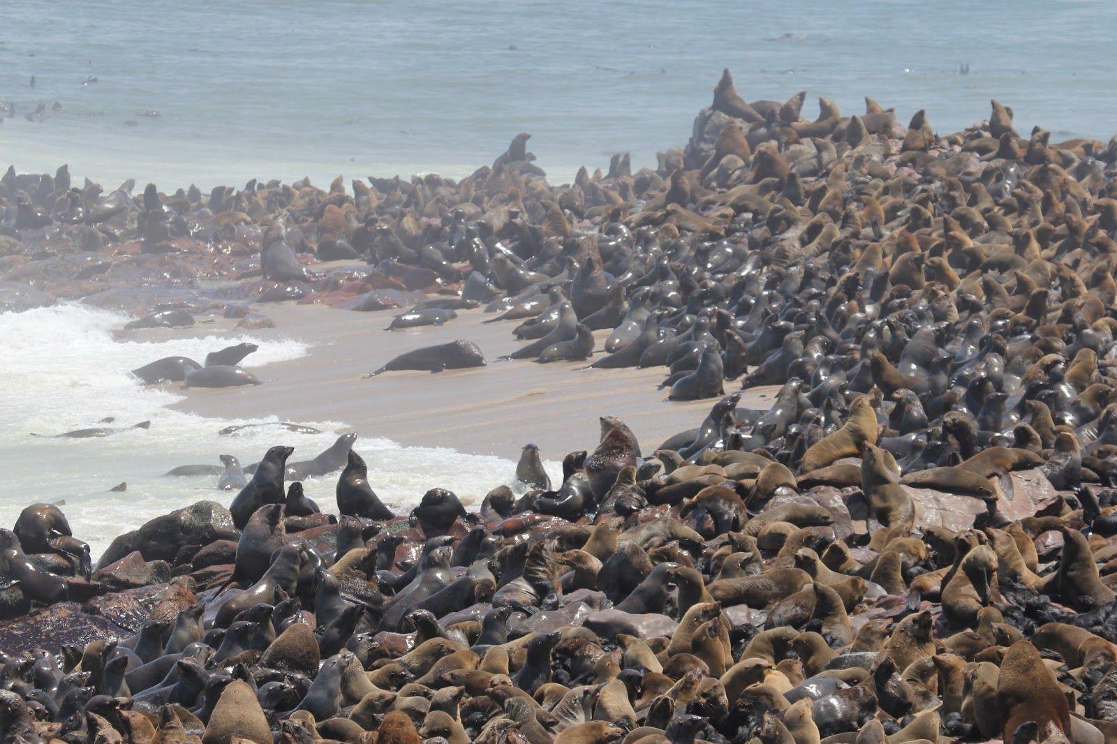 Namib Guesthouse: Seelöwen an Cape Cross