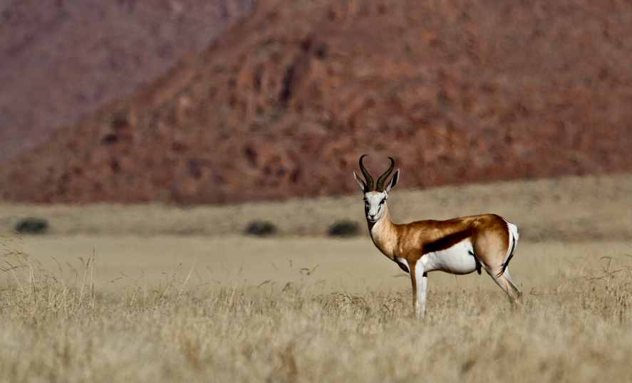 Namib Naukluft, Namtib Desert Lodge, Sossusvlei, Afrikarma, Afrikarma Safaris, Afrikarma.de