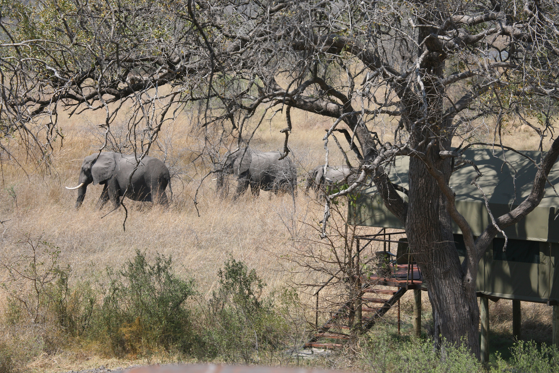 Caprivi, Caprivi -Streifen, Kwando River, Linyanti-River, Linyanti-Sümpfe, Mamili National Park, Mudumu National Park, Nkasa Lupala National Park, Nkasa Lupala Tented Lodge, Elefanten, Gästezelt, Zeltplattform
