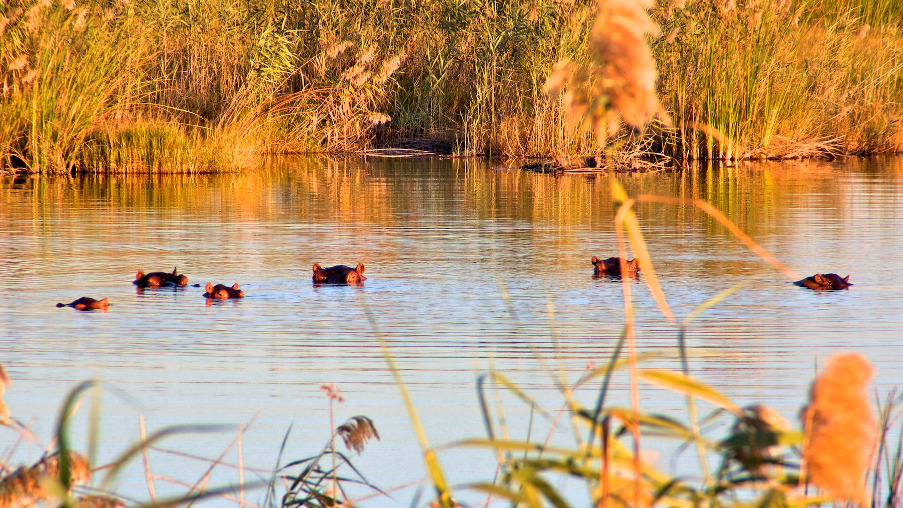 Nkasa Lupala Tented Lodge: Nilpferde