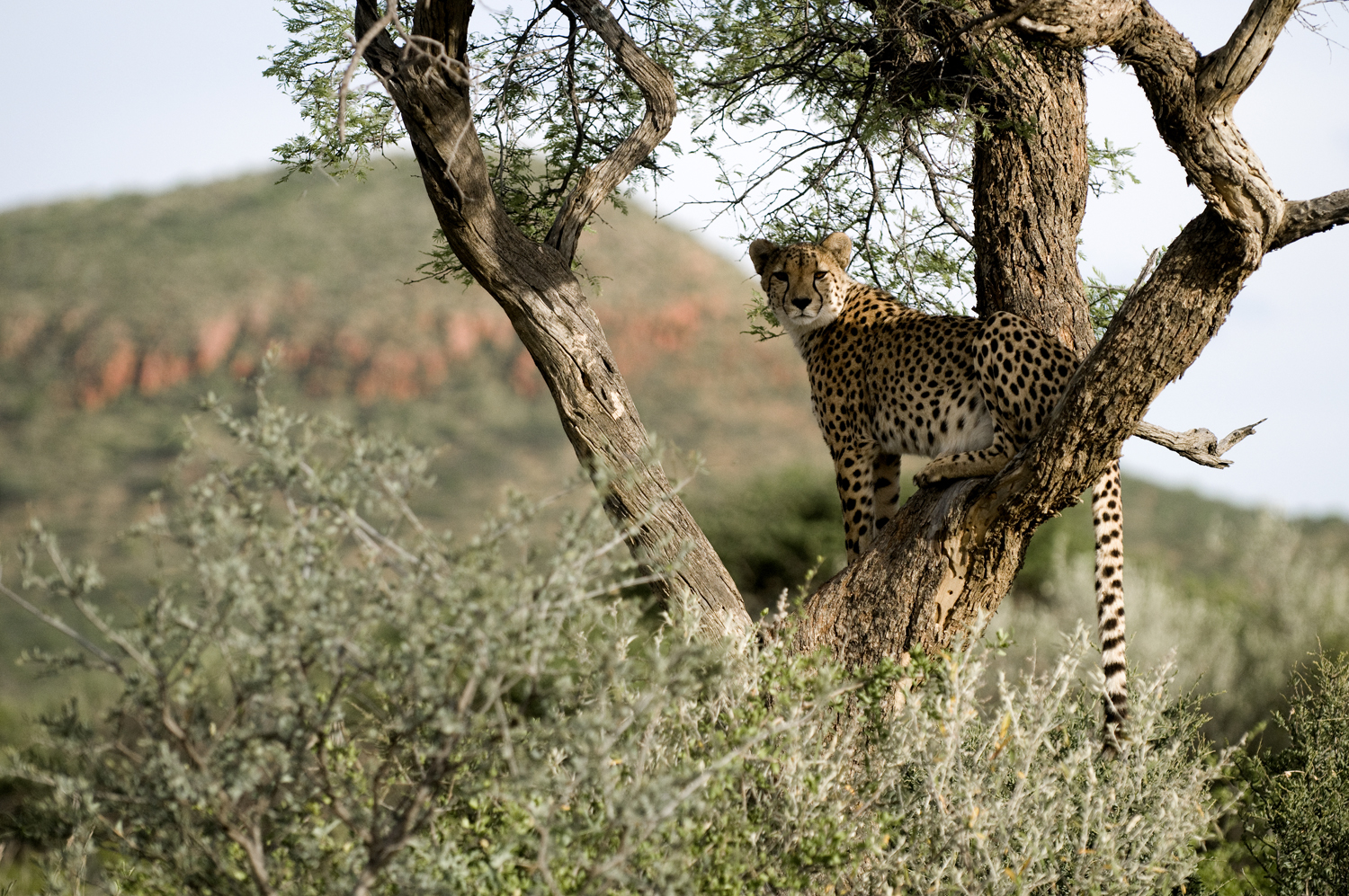 Okonjima Plains Camp: Gepard im Baum