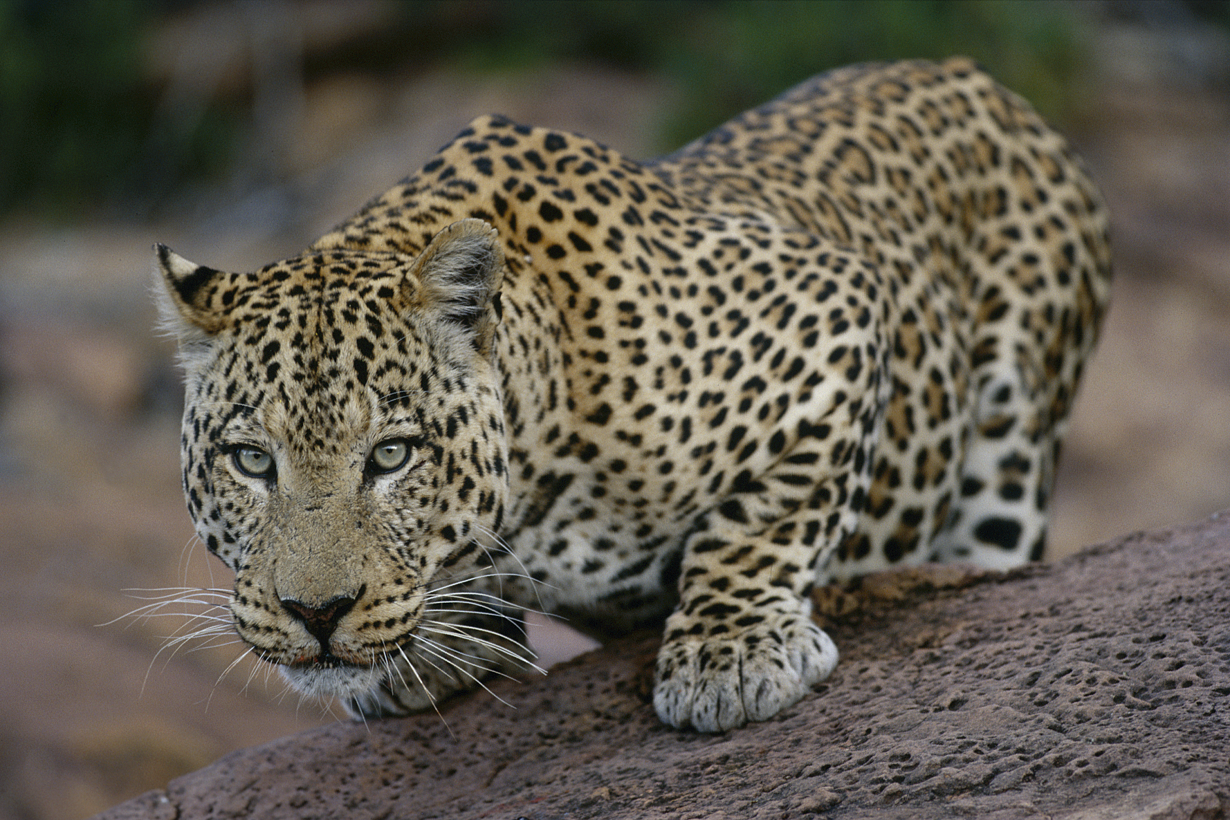 Okonjima Plains Camp: Auf dem Sprung