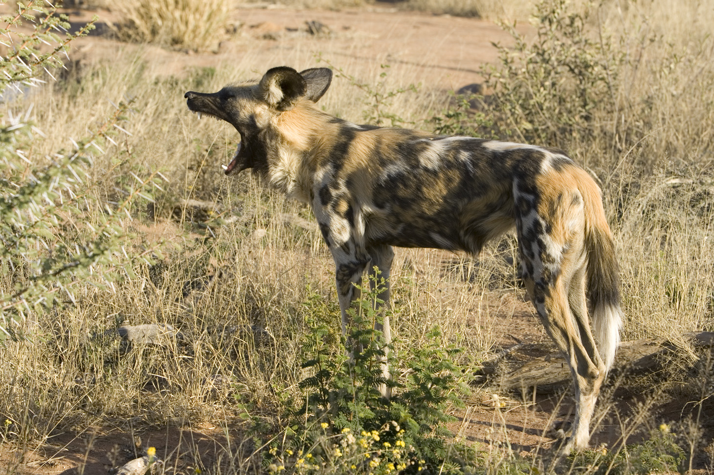 Okonjima Plains Camp: Gähnender Wildhund