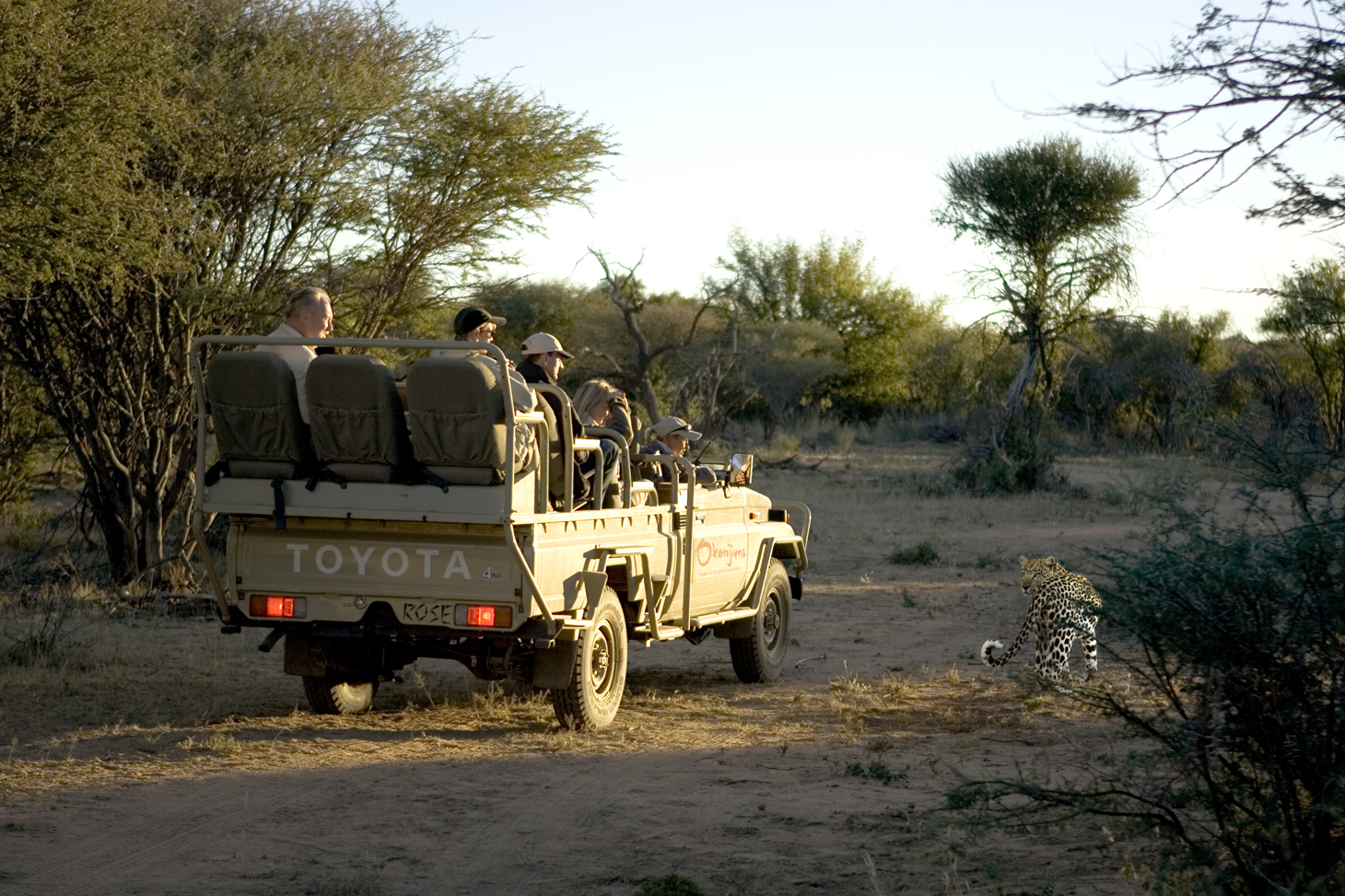 Okonjima Plains Camp: Leopard ganz nah