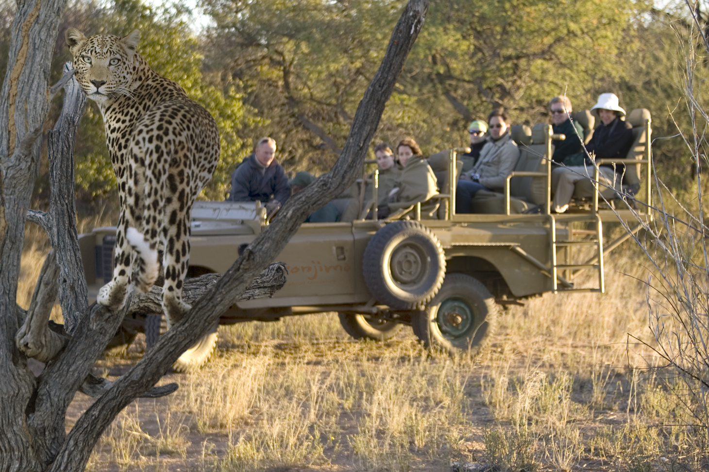 Okonjima Plains Camp: Safari im Gelädewagen